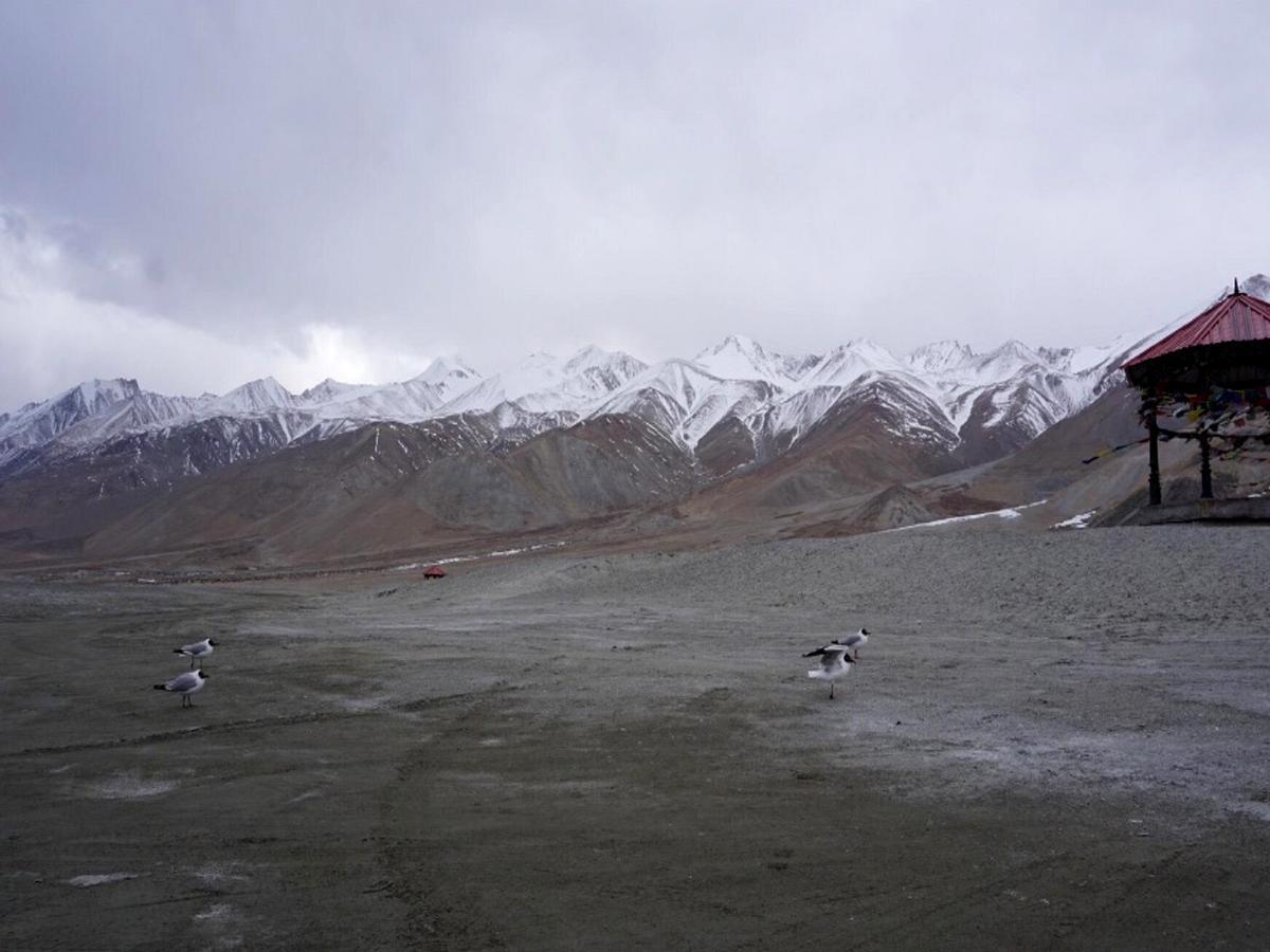 Pangong Delight Camps And Cottages Spangmik Esterno foto